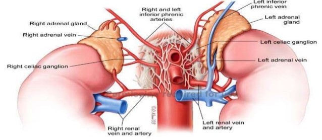 Adrenal Blood Supply