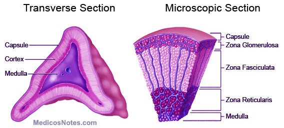 Adrenal Histology