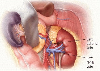 Left Adrenal Relationships