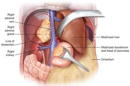 Right Adrenal Relationships