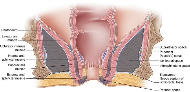 Anorectal Spaces