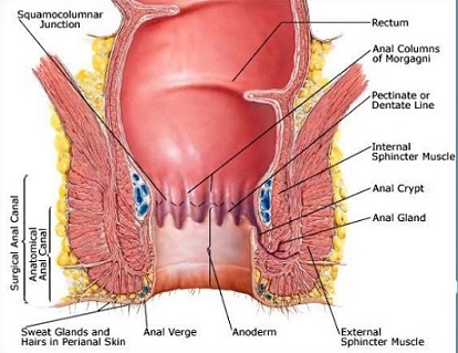 Anatomy of the Anal Canal