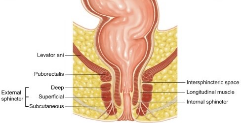 Anal Sphincters