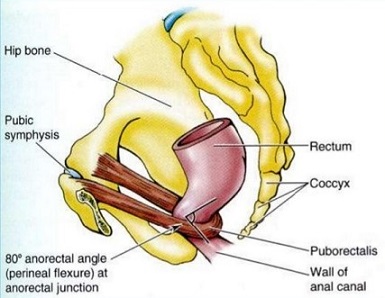 Anorectal Angle