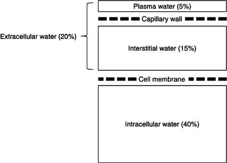 Body Fluid Compartments