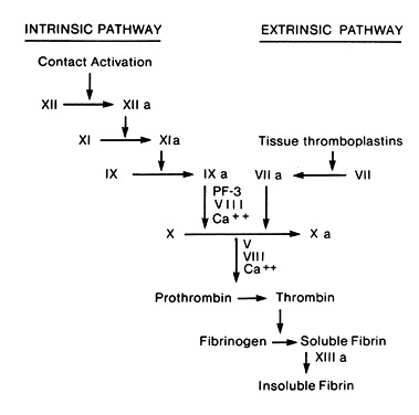 Coagulation Cascade