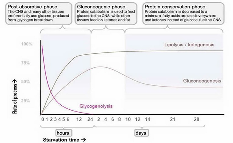 Metabolic changes in Fasting