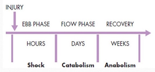 Ebb and Flow Phases in the Metabolic Response to Injury