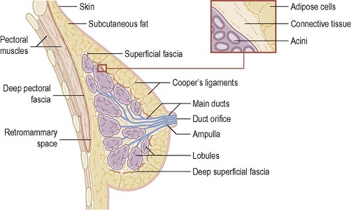 Breast anatomy