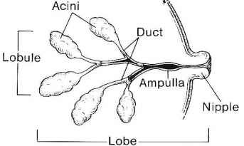 Ducts and Lobules of the Breast