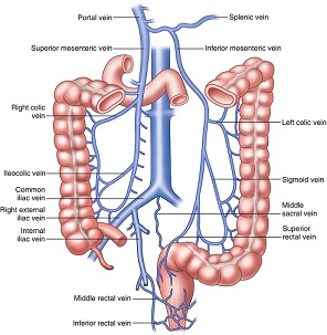 Venous Drainage of the Colon