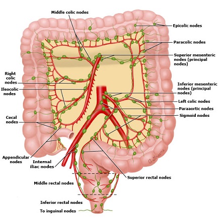 Lymphatic Drainage of the Colon & Rectum