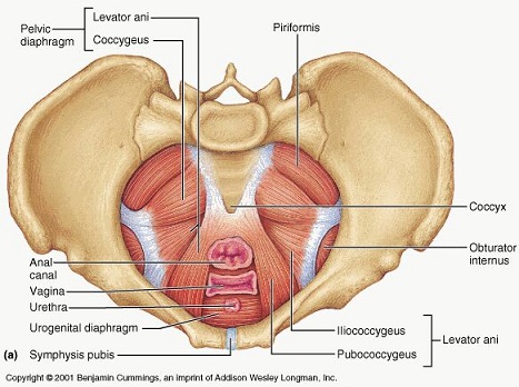 Pelvic Floor Anatomy