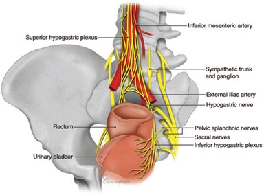 Pelvic Nerves