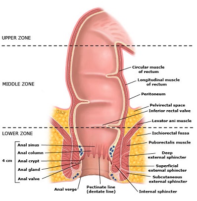 Anatomy of the Rectum and Anus