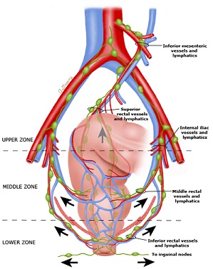 Rectal Blood Supply and Lymphatic Drainage