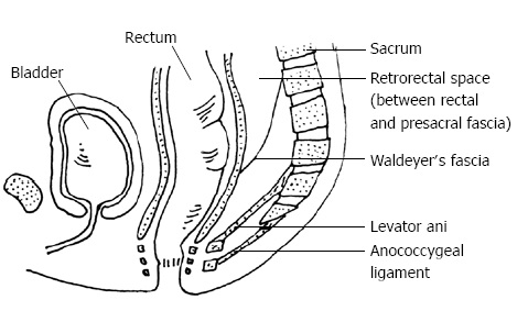 Waldeyer's Fascia