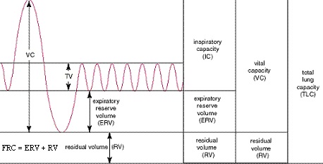 Lung Volumes