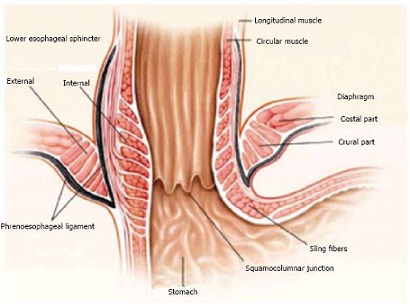 Lower Esophageal sphincter Anatomy