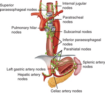 Lymphatic Drainage of the Esophagus