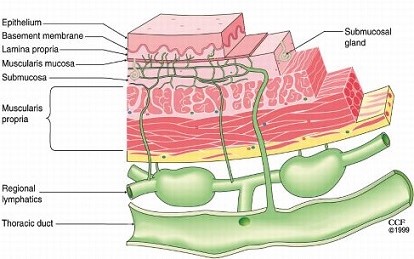 Lymphatic Drainage of the Esophageal Wall