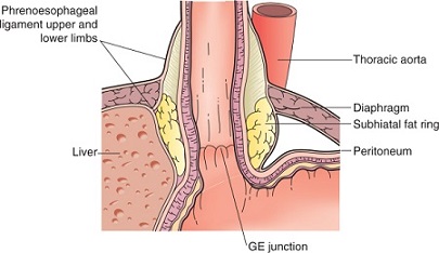 Anatomy of the Phrenoesophageal Ligament