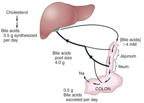 Enterohepatic Circulation