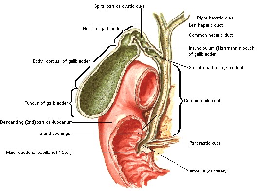 Gallbladder and Biliary Tree Anatomy