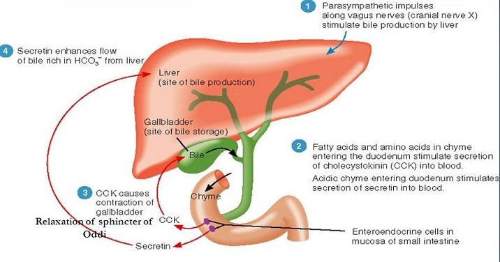 Regulation of Bile Secretion