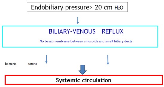 Pathophysiology of Cholangitis