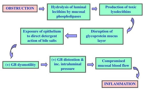 Pathogenesis of Acute Cholecystitis