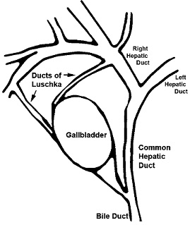 Ducts of Luschka