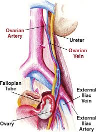 Ovarian Blood Supply