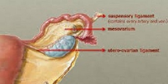 Ovarian Ligaments