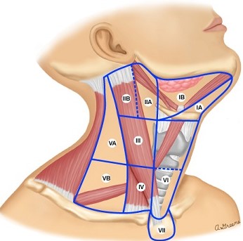 Lymphatic Drainage Zones - Neck