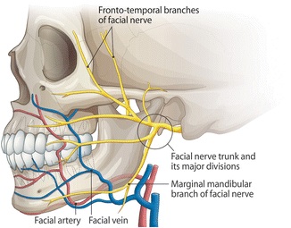 Location of the Marginal Mandibular Nerve