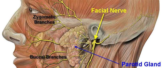 Parotid Gland and Facial Nerve