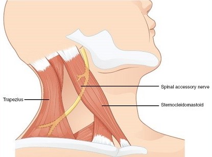 Location of the Spinal Accessory Nerve