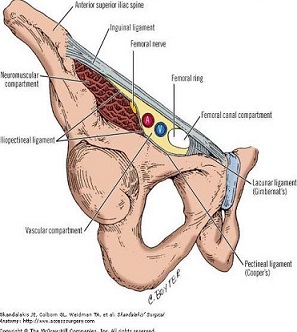 Cooper's Ligament