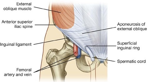 External Oblique Fascia