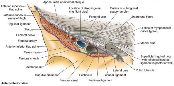 Femoral Canal Anatomy