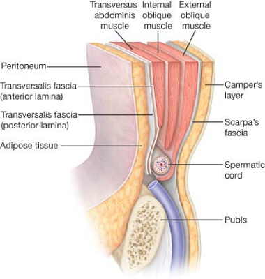 Anatomy of the Inguinal Canal