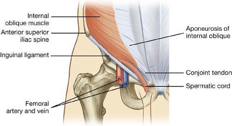 Internal Oblique