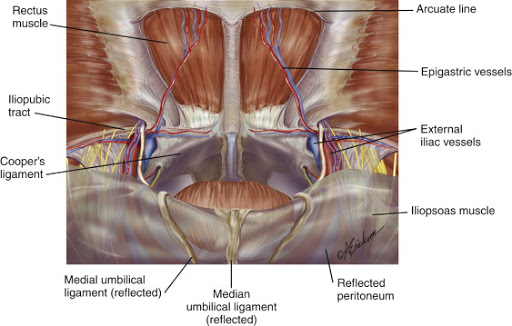 Inguinal Region with the Peritoneum Reflected