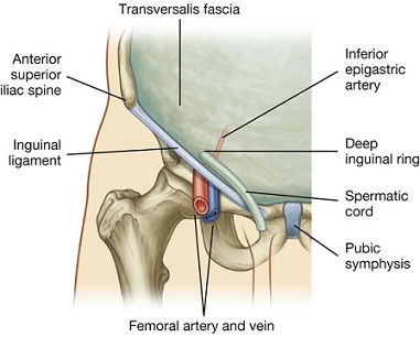 Transversalis Fascia