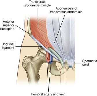 Transversus Abdominis Muscle