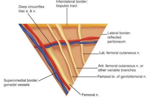 Triangle of Pain