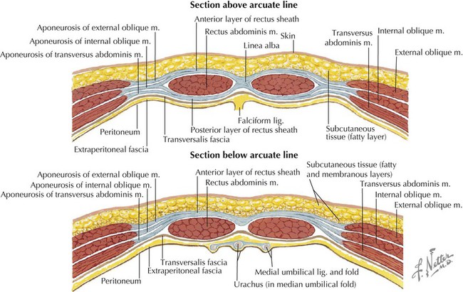 Anatomy of the Abdominal Wall