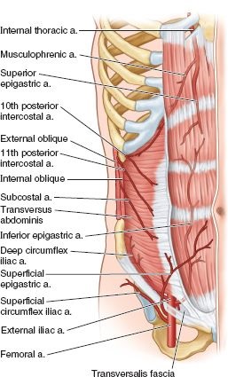 Abdominal Wall Blood Supply