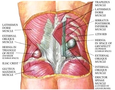 Lumbar Hernia Anatomy